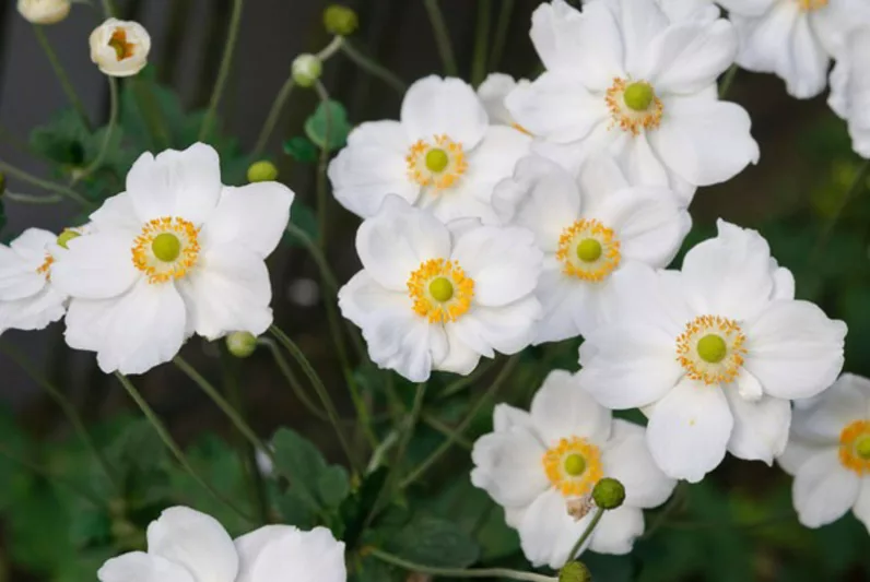 Anemone Honorine Jobert, Anemone x Hybrida 'Honorine Jobert', Japanese Anemone 'Honorine Jobert', Windflower 'Honorine Jobert', Anemone x Hybrida 'Alba', Late summer perennial, White flowers