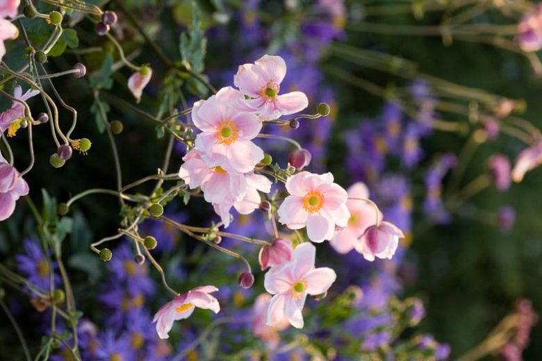 Anemone 'Queen Charlotte', Japanese Anemone 'Konigin Charlotte', Windflower 'Konigin Charlotte', Japanese Anemone 'Queen Charlotte', Windflower 'Queen Charlotte', pink flowers, pink perennial, late summer flowers, late summer perennials