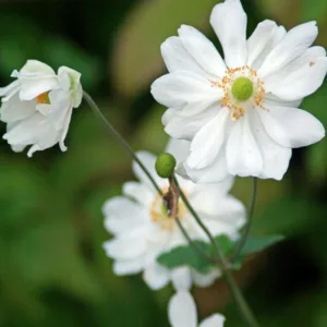 Anemone x Hybrida 'Whirlwind', Japanese Anemone Whirlwind', Windflower 'Whirlwind', Late summer perennial, white flowers