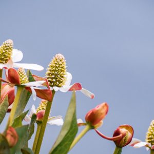 Anemopsis californica, Yerba Mansa, Apache Beads, Lizard Tail, Houttuynia californica, White Flowers
