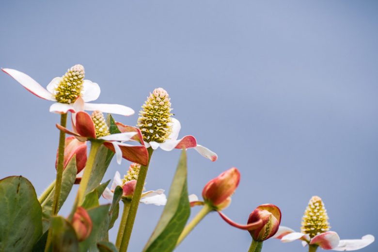 Anemopsis californica, Yerba Mansa, Apache Beads, Lizard Tail, Houttuynia californica, White Flowers