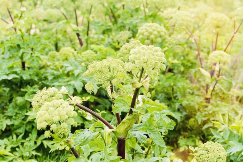 Angelica atropurpurea, American Angelica, Purple Angelica, Masterwort, Alexanders, Purplestem Angelica,  Angelica atropurpurea var. occidentalis