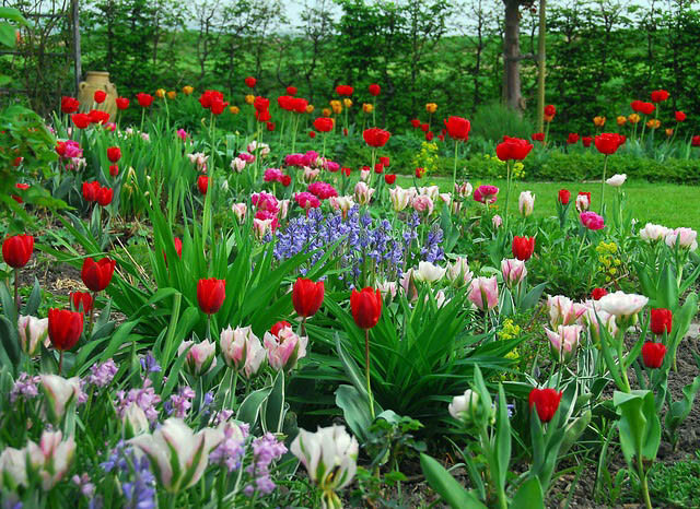 Spring Combination Ideas, Bulb Combinations, Plant Combinations, Flowerbeds Ideas, Spring Borders, Tulip Christmas Marvel, Tulip Angelique, Tulip China Town, Tulip Double Sugar, Spanish Bluebell, Tulip Blue Diamond, Tulip Christmas Marvel