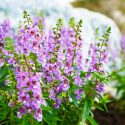 Angelonia, angelonia plant, angelonia flower, angelonia angustifolia, summer snapdragon, angelonia care