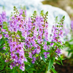Angelonia, angelonia plant, angelonia flower, angelonia angustifolia, summer snapdragon, angelonia care