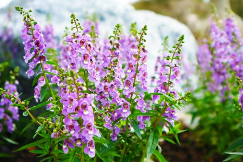Angelonia, angelonia plant, angelonia flower, angelonia angustifolia, summer snapdragon, angelonia care