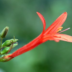 Anisacanthus quadrifidus var. wrightii, Texas Firecracker, Desert Honeysuckle, Wright's Desert Honeysuckle, Wright's Anisacanthus, Mediterranean plants, Mediterranean shrubs, Red flowers