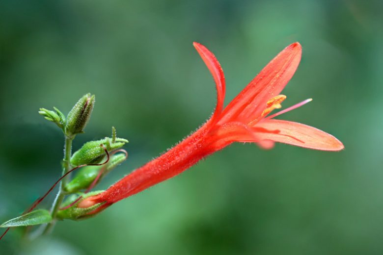 Anisacanthus quadrifidus var. wrightii, Texas Firecracker, Desert Honeysuckle, Wright's Desert Honeysuckle, Wright's Anisacanthus, Mediterranean plants, Mediterranean shrubs, Red flowers