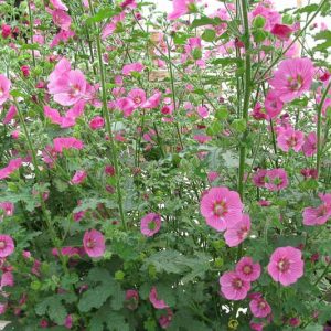 Anisodontea capensis, African Mallow, Cape Mallow, False Mallow, Flowering Shrub, Pink flowers