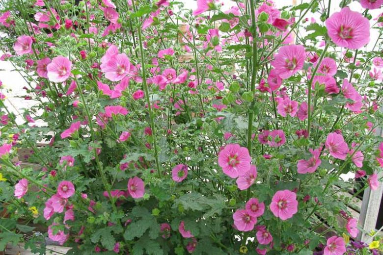 Anisodontea capensis, African Mallow, Cape Mallow, False Mallow, Flowering Shrub, Pink flowers