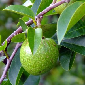 Annona glabra, Pond Apple, Custard Apple, Florida Native Plant, Pond Plant, Salt Tolerant Plant