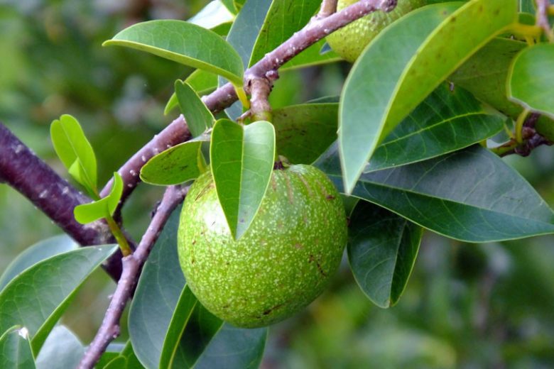 Annona glabra, Pond Apple, Custard Apple, Florida Native Plant, Pond Plant, Salt Tolerant Plant