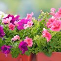 Annual flowers, Annuals, Annual Plants, Annuals Flowers, Annuals vs Perennials