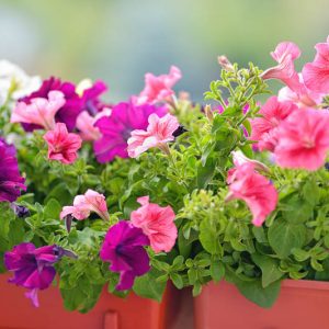 Annual flowers, Annuals, Annual Plants, Annuals Flowers, Annuals vs Perennials