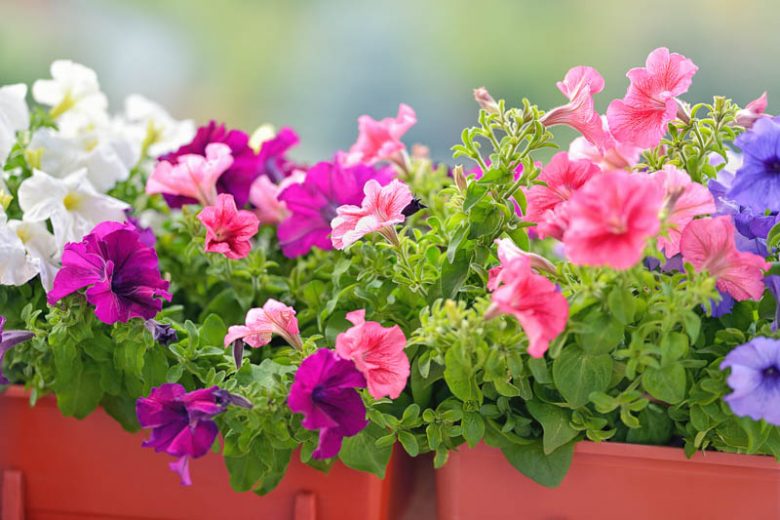 Annual flowers, Annuals, Annual Plants, Annuals Flowers, Annuals vs Perennials