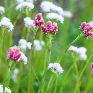 Antennaria dioica, Mountain Everlasting, Pussy Toes, Cat's Ear, Cat's Foot, Moor Everlasting, Mountain Cat's Foot, Mountain Cudweed, Purple Mountain Cottonweed,