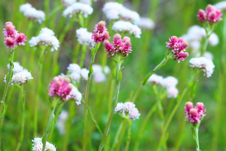 Antennaria dioica, Mountain Everlasting, Pussy Toes, Cat's Ear, Cat's Foot, Moor Everlasting, Mountain Cat's Foot, Mountain Cudweed, Purple Mountain Cottonweed,