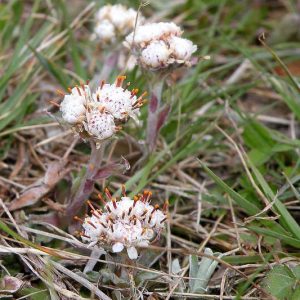 Antennaria neglecta, Field Pussytoes, Prairie Everlasting, Antennaria angustiarum, Antennaria athabascensis, Antennaria campestris, Drought Tolerant Groundcover