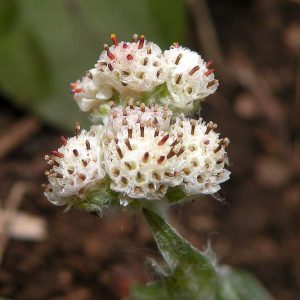 Antennaria plantaginifolia, Woman's Tobacco, Ladies' Tobacco, Everlasting, Mouse Ear, Plantain-leaf Pussytoes, Antennaria caroliniana, Antennaria decipiens, Antennaria denikeana, Antennaria nemoralis, Antennaria petiolata, Drought Tolerant Groundcover