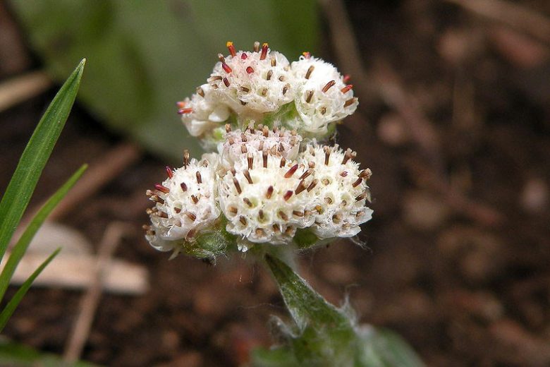 Antennaria plantaginifolia, Woman's Tobacco, Ladies' Tobacco, Everlasting, Mouse Ear, Plantain-leaf Pussytoes, Antennaria caroliniana, Antennaria decipiens, Antennaria denikeana, Antennaria nemoralis, Antennaria petiolata, Drought Tolerant Groundcover
