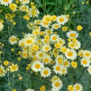 Anthemis Tinctoria 'E.C. Buxton', Golden Marguerite 'E.C. Buxton', Golden Chamomile 'E.C. Buxton', Oxeye Chamomile 'E.C. Buxton', Dyer's Chamomile 'E.C. Buxton', Drought tolerant perennials, Yellow perennial flowers,