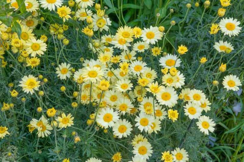Anthemis Tinctoria 'E.C. Buxton', Golden Marguerite 'E.C. Buxton', Golden Chamomile 'E.C. Buxton', Oxeye Chamomile 'E.C. Buxton', Dyer's Chamomile 'E.C. Buxton', Drought tolerant perennials, Yellow perennial flowers,