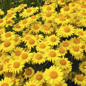Anthemis Tinctoria 'Kelwayii' (Golden Marguerite), Golden Marguerite 'Kelwayii', Golden Chamomile 'Kelwayii', Oxeye Chamomile 'Kelwayii', Dyer's Chamomile 'Kelwayii', Drought tolerant perennials, Yellow perennial flowers,