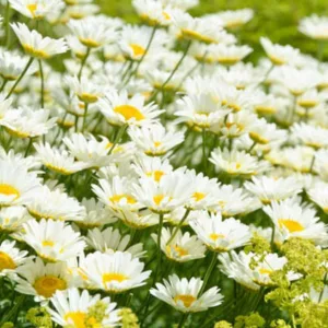 Anthemis Tinctoria 'Sauce Hollandaise', Golden Marguerite 'Sauce Hollandaise', Golden Chamomile 'Sauce Hollandaise', Oxeye Chamomile 'Sauce Hollandaise', Dyer's Chamomile 'Sauce Hollandaise', Drought tolerant perennials, Yellow perennial flowers,