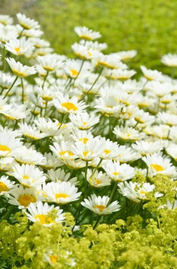 Anthemis Tinctoria 'Sauce Hollandaise', Golden Marguerite 'Sauce Hollandaise', Golden Chamomile 'Sauce Hollandaise', Oxeye Chamomile 'Sauce Hollandaise', Dyer's Chamomile 'Sauce Hollandaise', Drought tolerant perennials, Yellow perennial flowers,