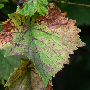 Anthracnose,  Identify Anthracnose, Prevent Anthracnose, Treat Anthracnose