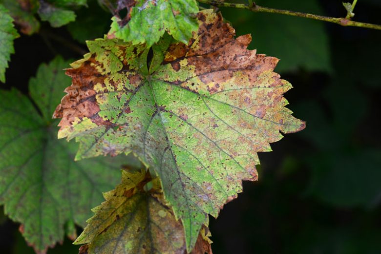 Anthracnose,  Identify Anthracnose, Prevent Anthracnose, Treat Anthracnose