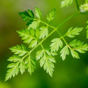 Chervil, Anthriscus cerefolium, Chervil, Common Chervil, French Parsley, Hedge Parsley, Garden Chervil, Companion Planting, Culinary Herb, Kitchen Garden