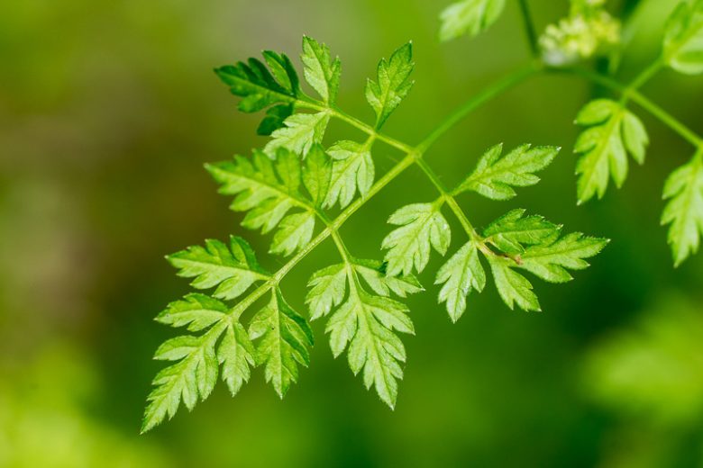 Chervil, Anthriscus cerefolium, Chervil, Common Chervil, French Parsley, Hedge Parsley, Garden Chervil, Companion Planting, Culinary Herb, Kitchen Garden