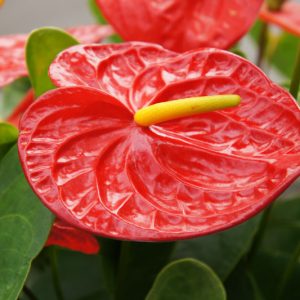Anthurium andraeanum, Tail Flower, Flamingo Flower, shade loving plants, shade plants, Shade flowers, shade loving flowers