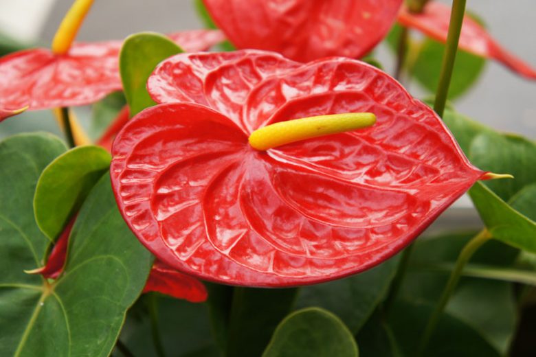 Anthurium andraeanum, Tail Flower, Flamingo Flower, shade loving plants, shade plants, Shade flowers, shade loving flowers