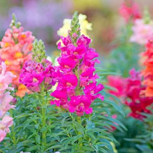 Antirrhinum Majus, Snapdragon, Bedding plants, Tender perennial, snapdragon Sonnet, Snapdragon Liberty
