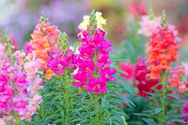 Antirrhinum Majus, Snapdragon, Bedding plants, Tender perennial, snapdragon Sonnet, Snapdragon Liberty