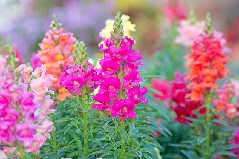Antirrhinum Majus, Snapdragon, Bedding plants, Tender perennial, snapdragon Sonnet, Snapdragon Liberty