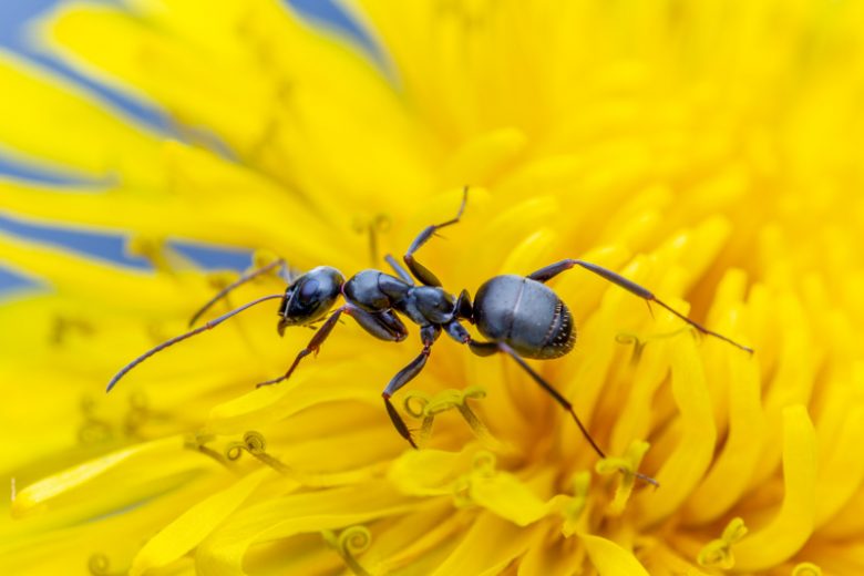 Ant, Ants, Garden Ants, Type of Ants, Get rid of Ants