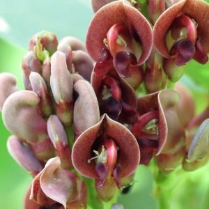 Apios americana, Groundnut, Wild Potato, Indian Potato,  American Hodoimo, American Groundnut, Cinnamon Vine, Hodoimo, Hopniss, Potato Bean, Apios americana var. turrigera, Glycine apios
