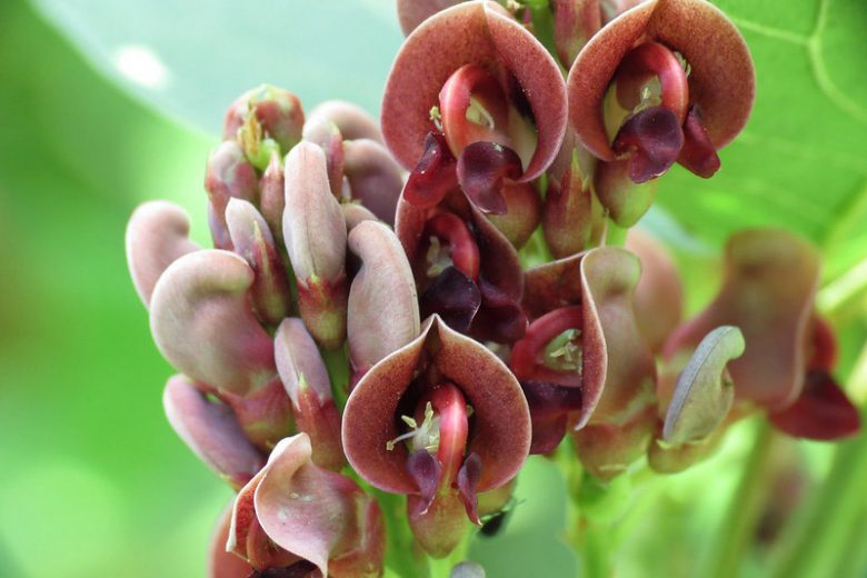 Apios americana, Groundnut, Wild Potato, Indian Potato,  American Hodoimo, American Groundnut, Cinnamon Vine, Hodoimo, Hopniss, Potato Bean, Apios americana var. turrigera, Glycine apios