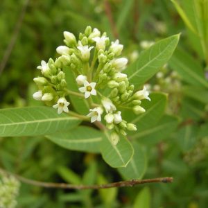 Apocynum cannabinum, Indian Hemp, Prairie Dogbane, Hemp Dogbane, Dogbane, White flowers, California Native Plant, Shade Perennials