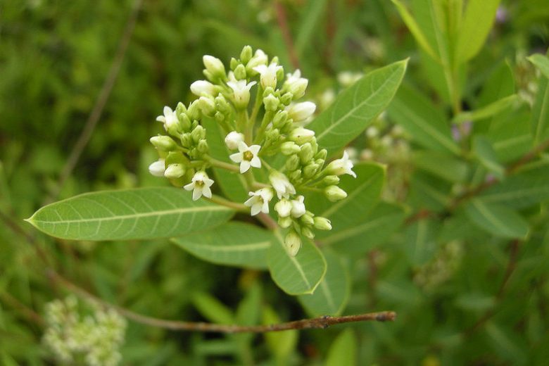 Apocynum cannabinum, Indian Hemp, Prairie Dogbane, Hemp Dogbane, Dogbane, White flowers, California Native Plant, Shade Perennials