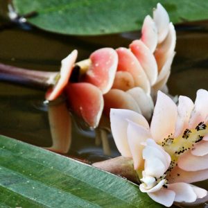 Aponogeton distachyos, Water Hawthorn, Cape Pondweed, Vleikos, Cape Pond Weed, Aponogeton distachyum, Aquatic Plants, White Flowers