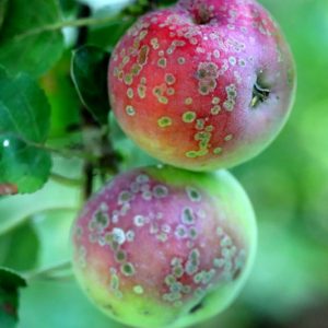 Apple Scab,  Identify Apple Scab, Apple Scab Symptoms, Prevent Apple Scab, Treat Apple Scab