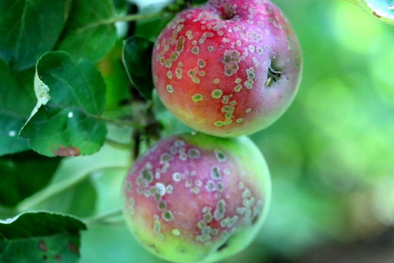 Apple Scab,  Identify Apple Scab, Apple Scab Symptoms, Prevent Apple Scab, Treat Apple Scab