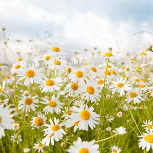 April Birth Flower, Birth Flowers, Birth Month Flowers, Birth Flower, Month Birth Flower, May Birth Flower, June Birth Flower, July Birth Flower