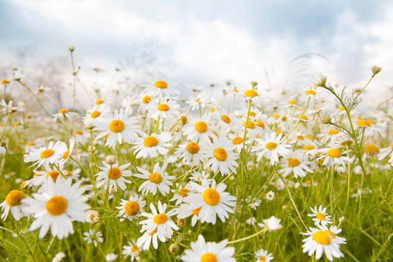 April Birth Flower, Birth Flowers, Birth Month Flowers, Birth Flower, Month Birth Flower, May Birth Flower, June Birth Flower, July Birth Flower