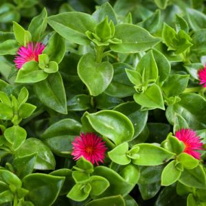 Baby Sun Rose, Dew Plant, Heart-Leaf Ice Plant, Rock Rose, Noon Flower, Red Apple, Ice Plant, Mesembryanthemum cordifolium, Litocarpus cordifolius