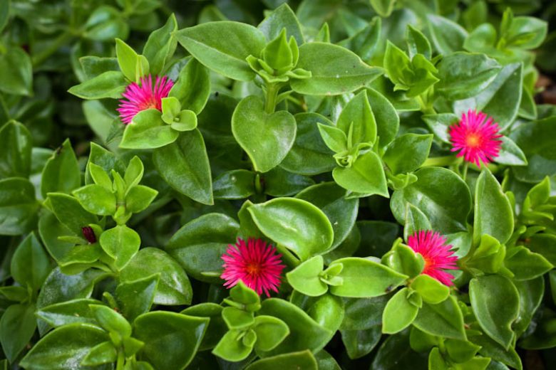 Baby Sun Rose, Dew Plant, Heart-Leaf Ice Plant, Rock Rose, Noon Flower, Red Apple, Ice Plant, Mesembryanthemum cordifolium, Litocarpus cordifolius